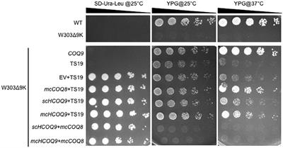 Human COQ9 Rescues a coq9 Yeast Mutant by Enhancing Coenzyme Q Biosynthesis from 4-Hydroxybenzoic Acid and Stabilizing the CoQ-Synthome